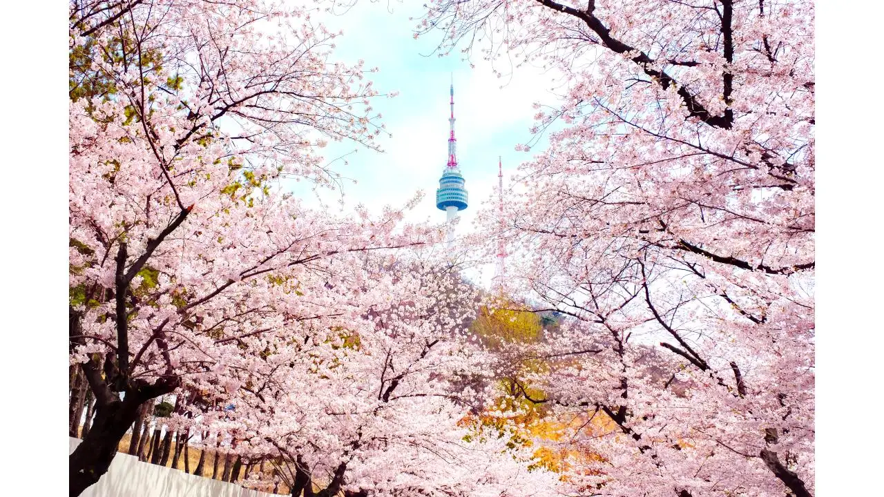 Tháp Namsan - N Seoul mùa hoa anh đào